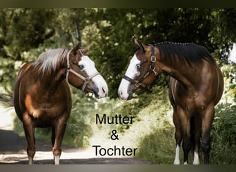 American Quarter Horse, Stute, 10 Jahre, 144 cm, Fuchs