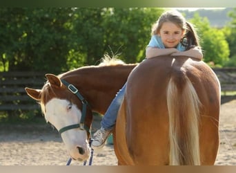 American Quarter Horse, Stute, 10 Jahre, 144 cm, Fuchs