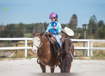 American Quarter Horse, Stute, 10 Jahre, 144 cm, Fuchs