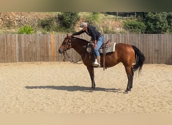 American Quarter Horse, Stute, 10 Jahre, 145 cm, Brauner
