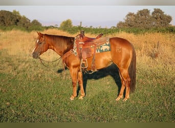 American Quarter Horse, Stute, 10 Jahre, 145 cm, Dunkelfuchs