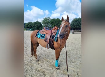 American Quarter Horse, Stute, 10 Jahre, 145 cm, Dunkelfuchs