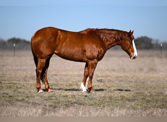 American Quarter Horse, Stute, 10 Jahre, 145 cm, Rotfuchs