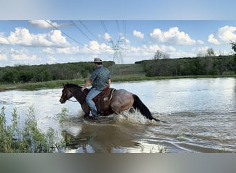 American Quarter Horse, Stute, 10 Jahre, 147 cm, Roan-Bay