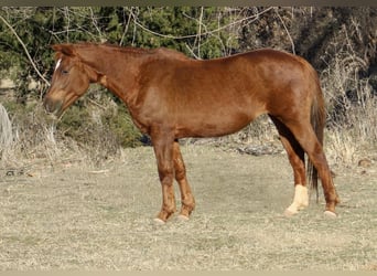 American Quarter Horse, Stute, 10 Jahre, 147 cm, Rotfuchs