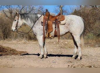 American Quarter Horse, Stute, 10 Jahre, 147 cm, Schimmel