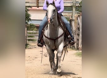 American Quarter Horse, Stute, 10 Jahre, 147 cm, Schimmel