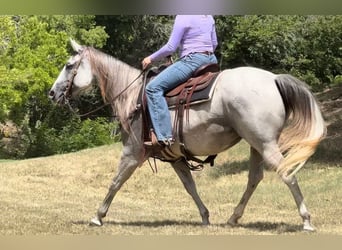 American Quarter Horse, Stute, 10 Jahre, 147 cm, Schimmel
