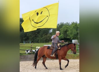 American Quarter Horse, Stute, 10 Jahre, 148 cm, Brauner