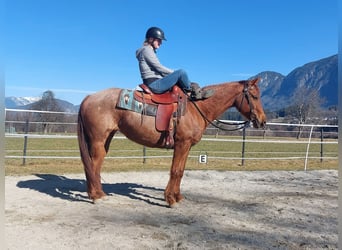 American Quarter Horse, Stute, 10 Jahre, 148 cm, Roan-Red