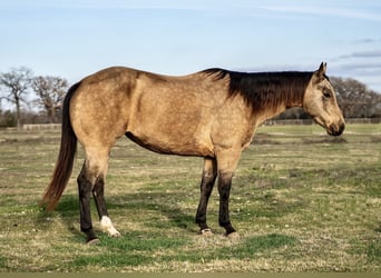 American Quarter Horse, Stute, 10 Jahre, 150 cm, Buckskin