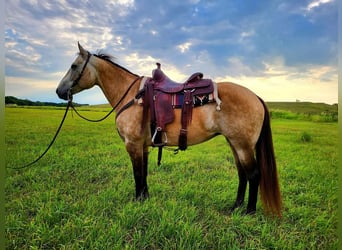 American Quarter Horse, Stute, 10 Jahre, 150 cm, Buckskin