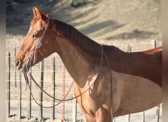 American Quarter Horse, Stute, 10 Jahre, 150 cm, Dunkelfuchs