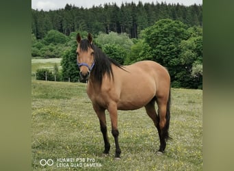 American Quarter Horse, Stute, 10 Jahre, 150 cm, Falbe
