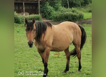 American Quarter Horse, Stute, 10 Jahre, 150 cm, Falbe