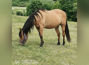 American Quarter Horse, Stute, 10 Jahre, 150 cm, Falbe