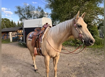 American Quarter Horse, Stute, 10 Jahre, 150 cm, Palomino