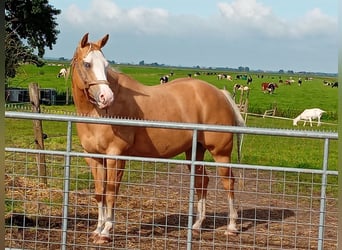 American Quarter Horse, Stute, 10 Jahre, 150 cm, Palomino