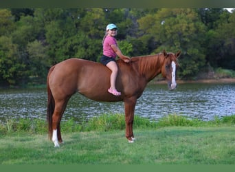 American Quarter Horse, Stute, 10 Jahre, 150 cm, Red Dun