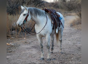 American Quarter Horse, Stute, 10 Jahre, 150 cm, Schimmel