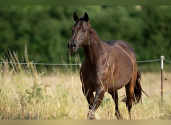 American Quarter Horse, Stute, 10 Jahre, 151 cm, Dunkelbrauner