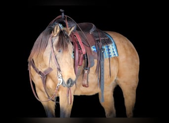 American Quarter Horse, Stute, 10 Jahre, 152 cm, Buckskin