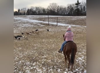 American Quarter Horse, Stute, 10 Jahre, 152 cm, Dunkelfuchs