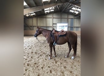 American Quarter Horse, Stute, 10 Jahre, 152 cm, Fuchs