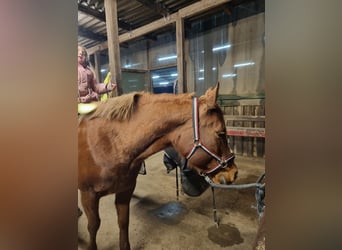 American Quarter Horse, Stute, 10 Jahre, 152 cm, Fuchs