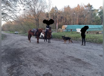 American Quarter Horse, Stute, 10 Jahre, 152 cm, Fuchs