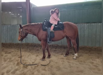 American Quarter Horse, Stute, 10 Jahre, 152 cm, Fuchs