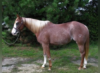 American Quarter Horse, Stute, 10 Jahre, 152 cm, Fuchs