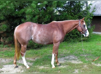 American Quarter Horse, Stute, 10 Jahre, 152 cm, Fuchs