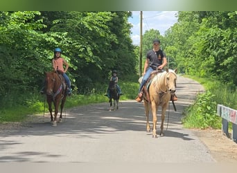 American Quarter Horse, Stute, 10 Jahre, 152 cm, Palomino
