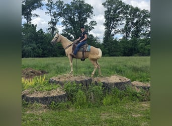 American Quarter Horse, Stute, 10 Jahre, 152 cm, Palomino