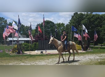 American Quarter Horse, Stute, 10 Jahre, 152 cm, Palomino