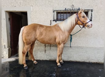 American Quarter Horse, Stute, 10 Jahre, 152 cm, Palomino