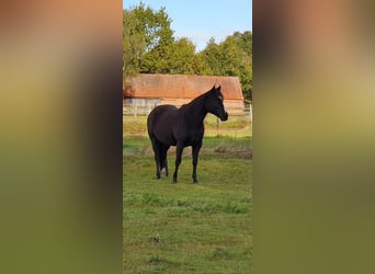 American Quarter Horse, Stute, 10 Jahre, 152 cm, Rappe