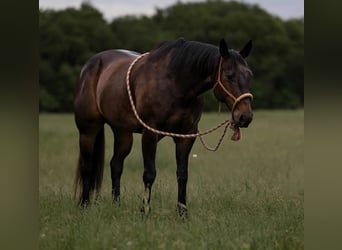 American Quarter Horse, Stute, 10 Jahre, 152 cm, Rappe