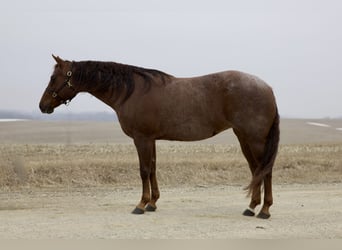American Quarter Horse, Stute, 10 Jahre, 152 cm, Roan-Red