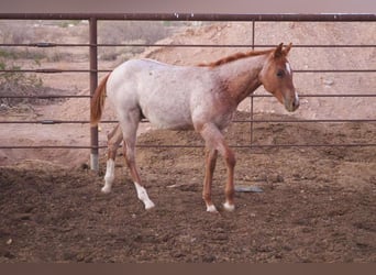 American Quarter Horse, Stute, 10 Jahre, 152 cm, Roan-Red