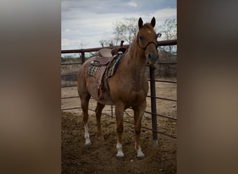 American Quarter Horse, Stute, 10 Jahre, 152 cm, Roan-Red