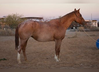 American Quarter Horse, Stute, 10 Jahre, 152 cm, Roan-Red