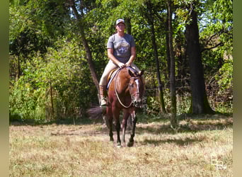 American Quarter Horse, Stute, 10 Jahre, 152 cm, Rotbrauner