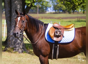 American Quarter Horse, Stute, 10 Jahre, 152 cm, Rotbrauner