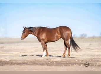 American Quarter Horse, Stute, 10 Jahre, 152 cm, Rotfuchs