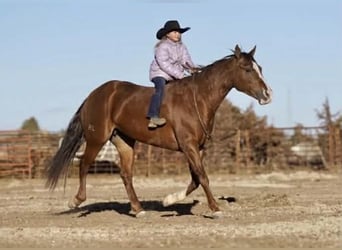 American Quarter Horse, Stute, 10 Jahre, 152 cm, Rotfuchs