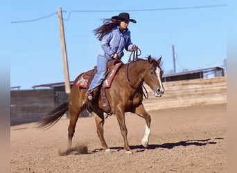 American Quarter Horse, Stute, 10 Jahre, 152 cm, Rotfuchs
