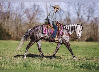 American Quarter Horse, Stute, 10 Jahre, 152 cm, Schimmel