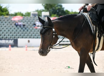 American Quarter Horse, Stute, 10 Jahre, 154 cm, Brauner